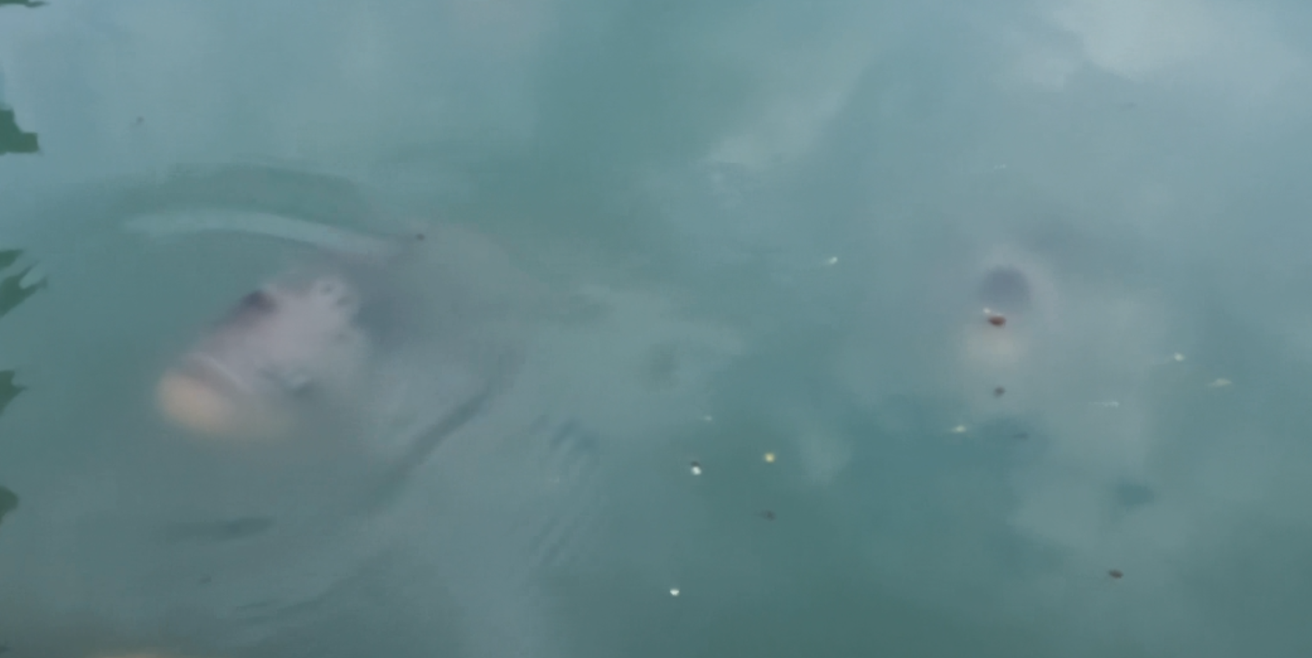 The fish that eat mango peelings