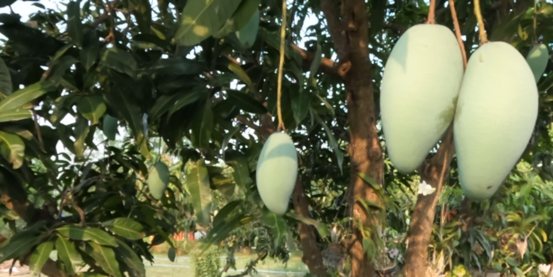 The airBnB mango tree