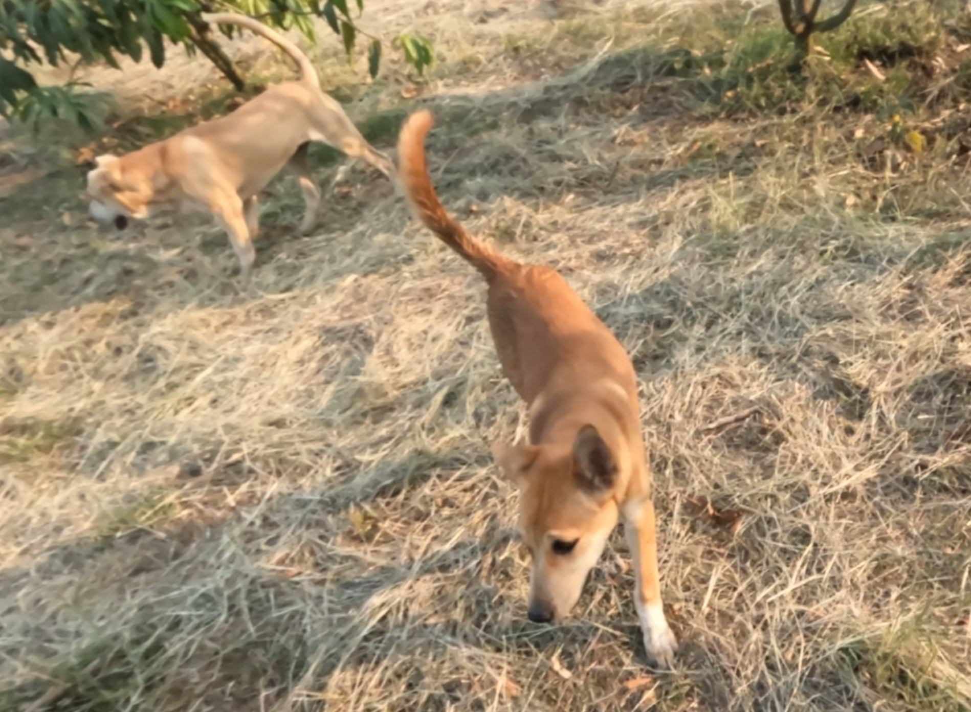 The 2 doggies that like to follow me